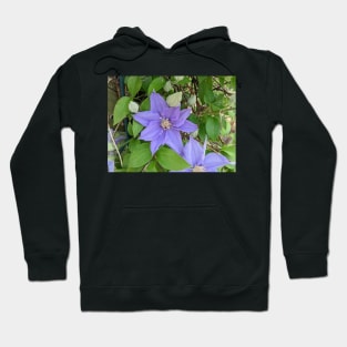 Clematis Fuji-Museme Flowers 4 Hoodie